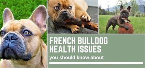 French Bulldog Health Issues you need to know about - Bull Terrier HQ