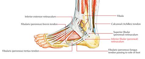 Easy Notes On 【Inferior Peroneal Retinaculum】Learn in Just 3 Mins!