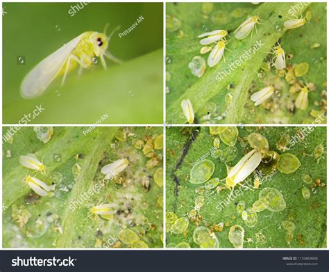 Silverleaf Whitefly Bemisia Tabaci Hemiptera Aleyrodidae Foto de stock 1133859908 | Shutterstock