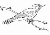 Woodpecker On A Branch sketch template