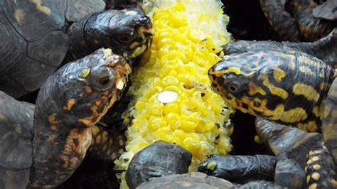 Feeding time for Eastern Box Turtles - YouTube