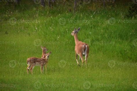 Two Baby Deer with their Mother in a Meadow 10336615 Stock Photo at Vecteezy