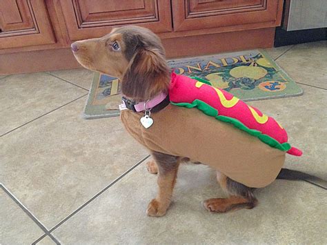 Long haired Dachshund costume"Hot Dog" | Dachshund costume, Long haired dachshund, Dachshund