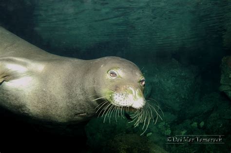 Daily Underwater Photo: Hawaiian Monk Seal Underwater