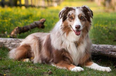 The Australian Shepherd is a medium size breed of dog that was ...