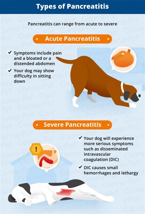 Pancreatitis in Dogs: Symptoms, Causes & More | Canna-Pet