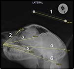 Frontiers | Longitudinal Radiographic Study of Cranial Bone Growth in Young Cheetah | Veterinary ...