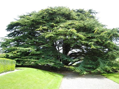 Our Beautiful World: Cedar Tree