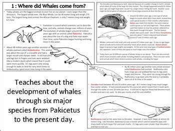 Whale Evolution - Timeline Activity by Mrgrayhistory | TpT