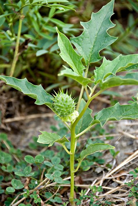 Datura stramonium • New Zealand Plant Conservation Network