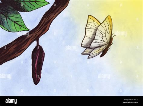 Butterfly leaving cocoon hi-res stock photography and images - Alamy