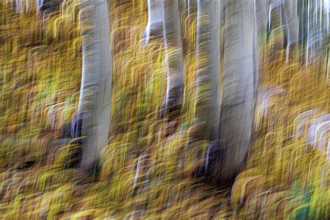 Quaking Aspen Forest Photograph by Tom Brownold - Fine Art America