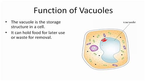 Vacuole Structure