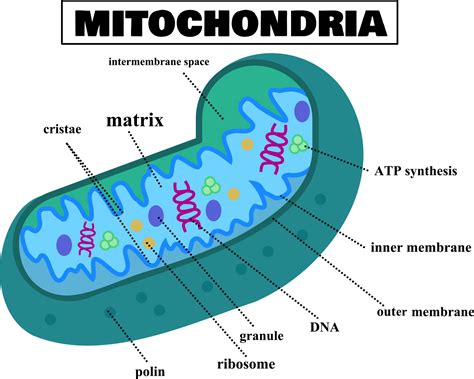 Anatomy of the mitochondria.Structure of cell.Mitochondrial diagram ...