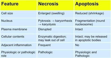 [PDF] Apoptosis Physiology And Pathology - Read Ebook Ahappysnapper