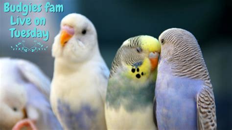 Cute Budgies- Live stream playing and chirping - Budgie singing - So Funny - Budgies Fam - YouTube