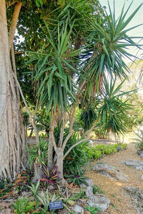 24 Different Types of Yucca Plant Varieties | Balcony Garden Web