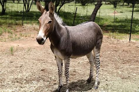 Zonkey - Description, Habitat, Image, Diet, and Interesting Facts