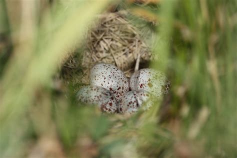 eastern meadowlark eggs in nest | Flickr - Photo Sharing!