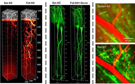 Adaptive optics microscopy for fine live imaging | Qu Lab @ HKUST