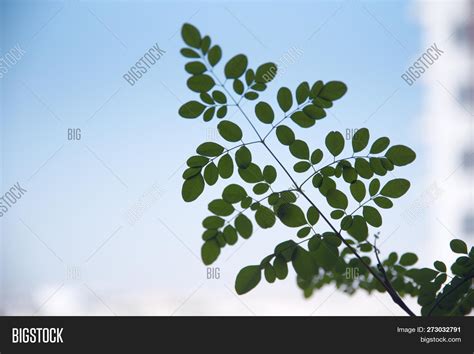 Close- Drumstick Tree Image & Photo (Free Trial) | Bigstock