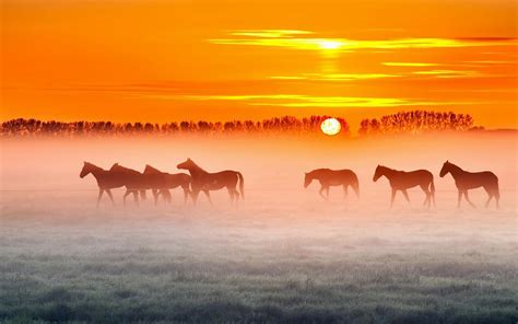 Horse Ranch Wallpapers - Top Free Horse Ranch Backgrounds - WallpaperAccess