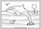 Orca Whale Coloring Sheet Pages sketch template