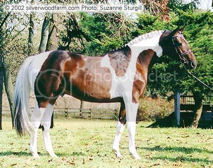 Equine Genetics: Tobiano