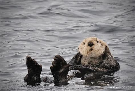 What Eats Sea Otters? [Sea Otter Predators] - Frosty Arctic