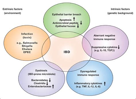 The gut microbiota and inflammatory bowel disease : Current Opinion in Rheumatology