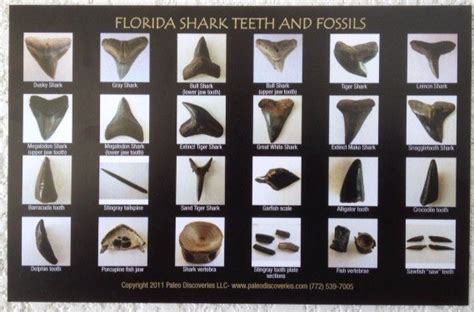 Shark Teeth and Fossils Identification Chart / Postcard | 772-539-7005 Fossil Hunting Tours Florida