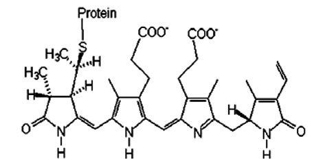 Chemical structure of phycoerythrin bilin chromophore (open-chain... | Download Scientific Diagram