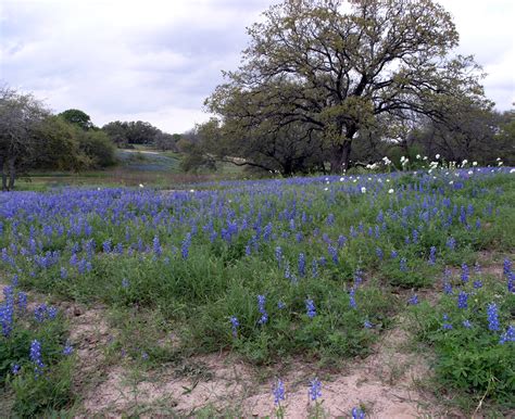 Blanketed With Bluebonnets | Mikki Senkarik