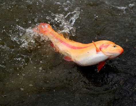 East Bay lakes get special Thanksgiving lightning trout