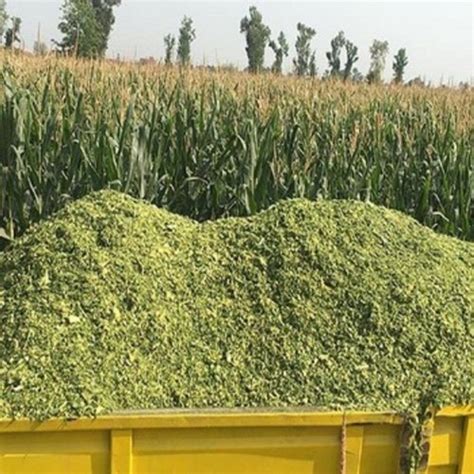 Corn Silage Cattle Feed, Packaging Type: Loose at Rs 5/kilogram in Raipur | ID: 19091316012