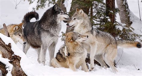 Wolf Pack Winter Photograph by Athena Mckinzie - Pixels