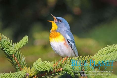 Beautiful Songbirds of North American Forests | Blue Planet Archive