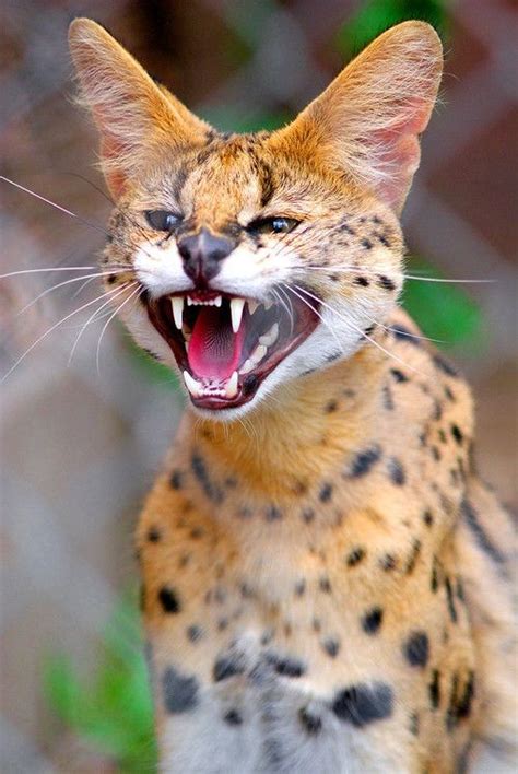 12 Interesting Facts about Serval Pets – Stat Scripts