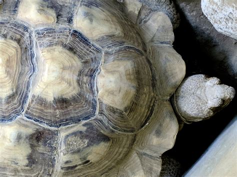 Tortoise Shell Free Stock Photo - Public Domain Pictures