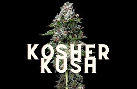 Kosher Kush: History, Taste, Effects of an Award Strain!