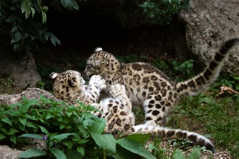 playing snow leopard cubs | A picture, I've taken at Zoo Sal… | Flickr