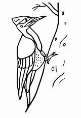 Woodpecker And Mouse Coloring Page  Free Printable Pages For Kids sketch template