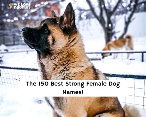 The 150 Best Strong Female Dog Names!