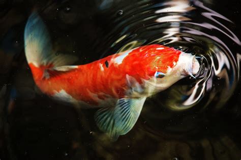 Live Koi Fish 4K Wallpapers - Top Free Live Koi Fish 4K Backgrounds - WallpaperAccess