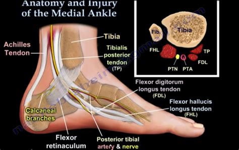 Ankle Pain Causes and Treatment — OrthopaedicPrinciples.com