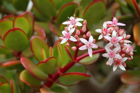 20 Different Types of Jade Plants | Happy DIY Home