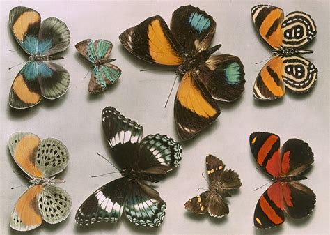 Patterns, Genes, and Butterfly Wings – National Geographic Education Blog