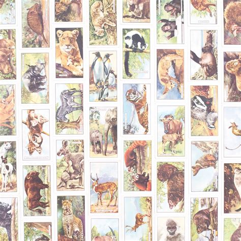 SaturdayAMVintage — Wild Animals Cigarette Cards - Set of 8