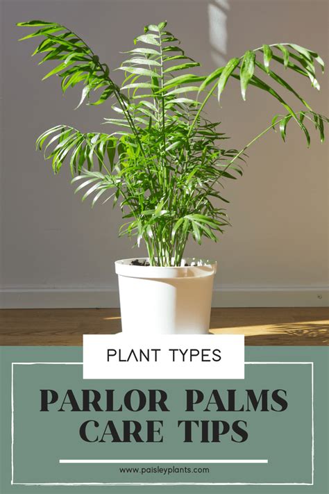 Parlor Palm: A Simple Care Guide - Paisley Plants