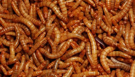 UK Woman Discovers Flesh Eating Maggots In Her Ear – Sick Chirpse